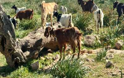 Wycieczka fakultatywna, Marathon [109] Jeep Safari - Narodowy Park Akamas z Ayia Napa